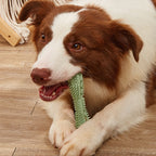 Treat-Slot TPR Dog Chew Toy