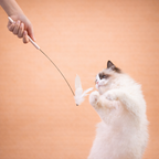 Suction Base Feather Cat Wand Toy